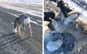 Frío extremo congela animales en Noruega. Fotos cortesía