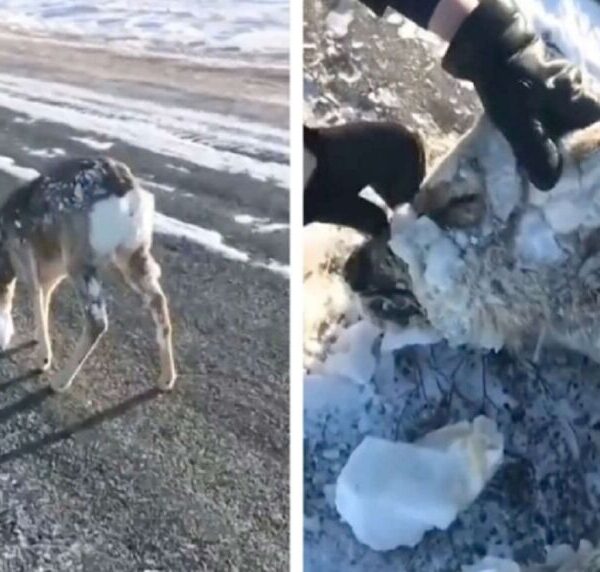 Videos de animales congelados por ola de extremo frío en Noruega se viralizan