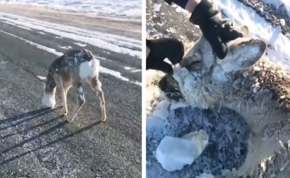 Frío extremo congela animales en Noruega. Fotos cortesía